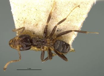 Media type: image;   Entomology 21336 Aspect: habitus dorsal view